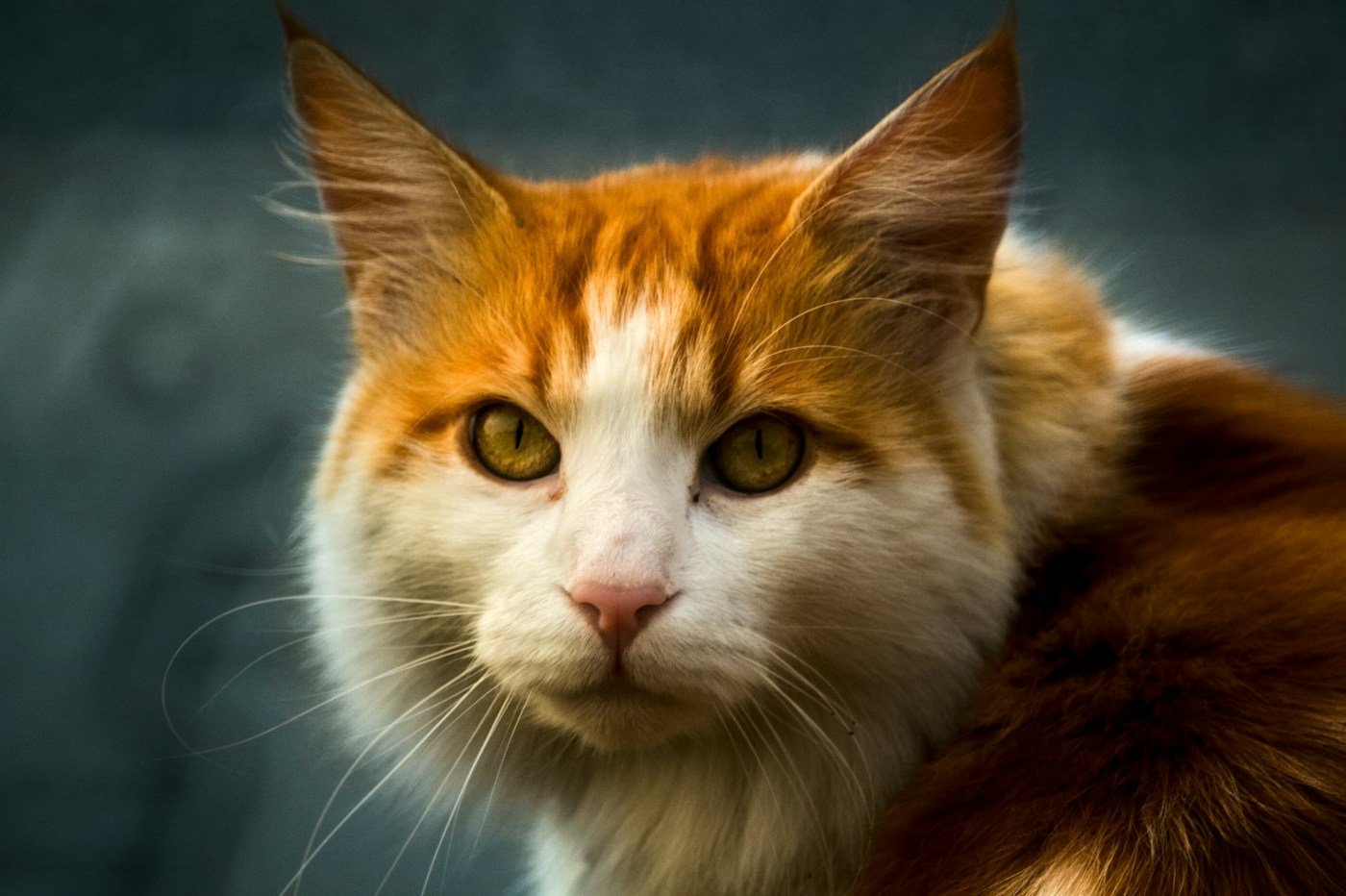 Close-up portrait of a ginger and white cat