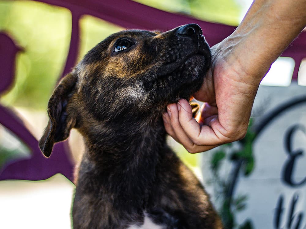 Dog being scratched